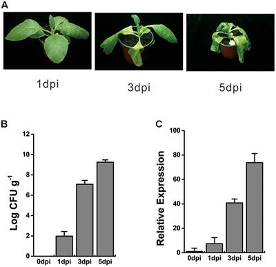 Overexpression of NtWRKY50 Increases Resistance to Ralstonia solanacearum and Alters Salicylic Acid and Jasmonic Acid Production in Tobacco